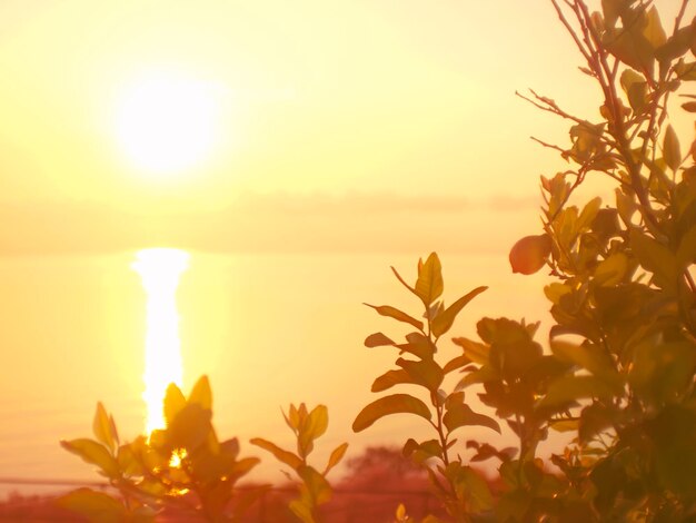 写真 夕暮れの植物のクローズアップ