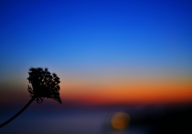 写真 夕暮れの植物のクローズアップ