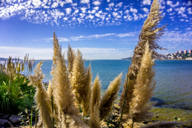 写真 海から空に向かって植物のクローズアップ