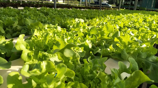 写真 温室で育つ植物のクローズアップ