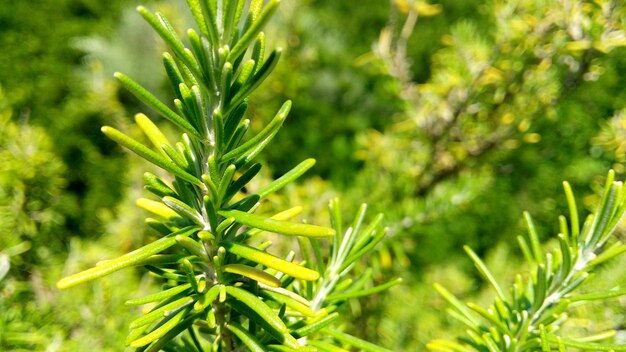 写真 公園で育つ植物のクローズアップ