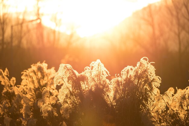 写真 夕暮れの空を背景に畑で育つ植物のクローズアップ