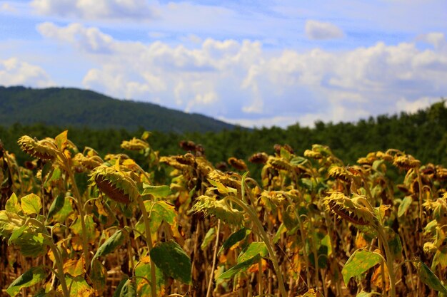 写真 空に照らされて畑で育つ植物のクローズアップ