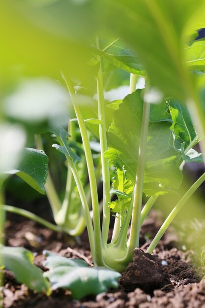 写真 畑で育つ植物のクローズアップ