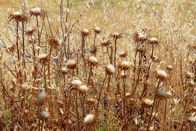 写真 畑で育つ植物のクローズアップ