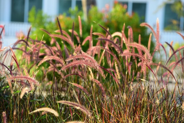 写真 畑で育つ植物のクローズアップ