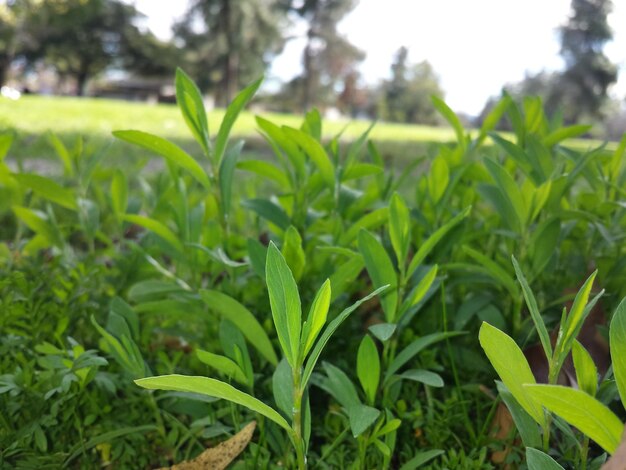 写真 畑で育つ植物のクローズアップ