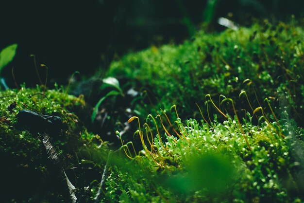 写真 畑で育つ植物のクローズアップ