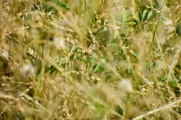 写真 畑で育つ植物のクローズアップ