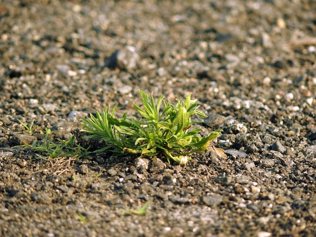 写真 畑で育つ植物のクローズアップ