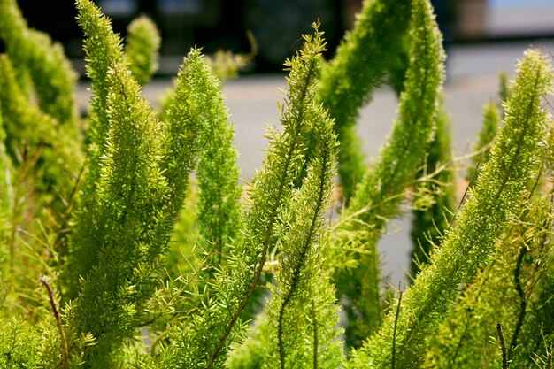 写真 畑で育つ植物のクローズアップ