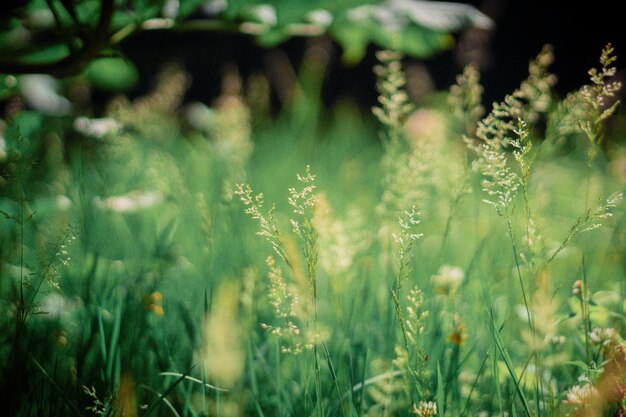 写真 畑で育つ植物のクローズアップ