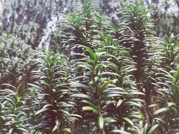 写真 陸上で育つ植物のクローズアップ