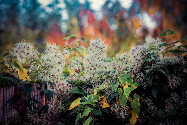 写真 木の幹で成長する植物のクローズアップ