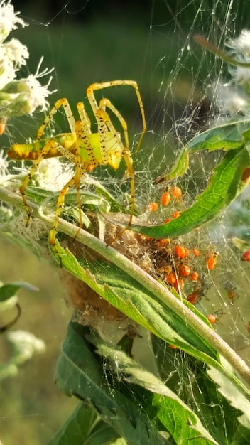 写真 外で育つ植物のクローズアップ