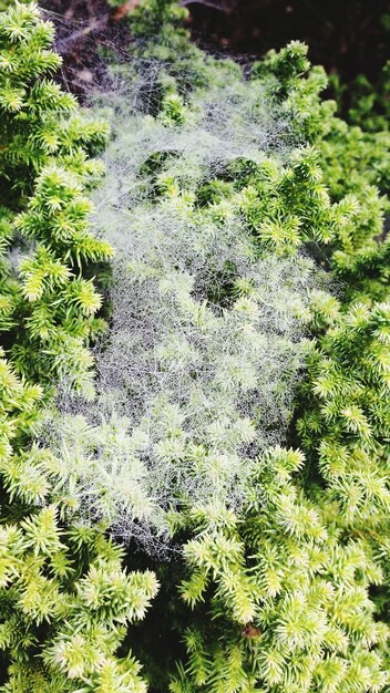 写真 森の植物のクローズアップ