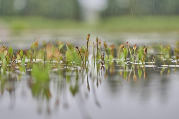 写真 湖の植物のクローズアップ