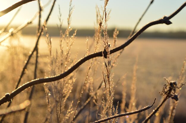 写真 冬の植物のクローズアップ