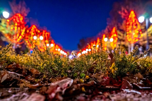 写真 夜の畑の植物のクローズアップ