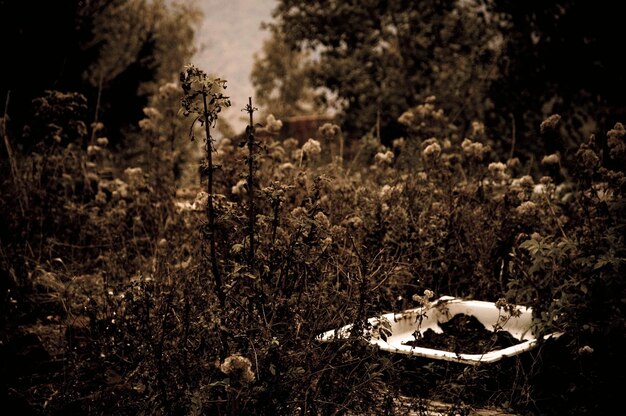 写真 フィールドの植物のクローズアップ