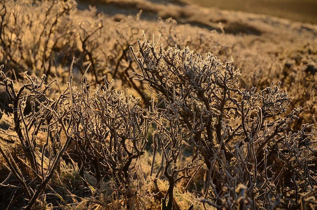 写真 フィールドの植物のクローズアップ