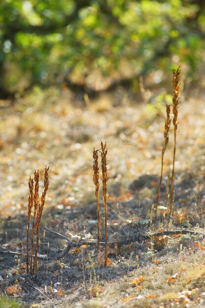 写真 フィールドの植物のクローズアップ