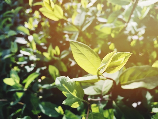 写真 植物のクローズアップ