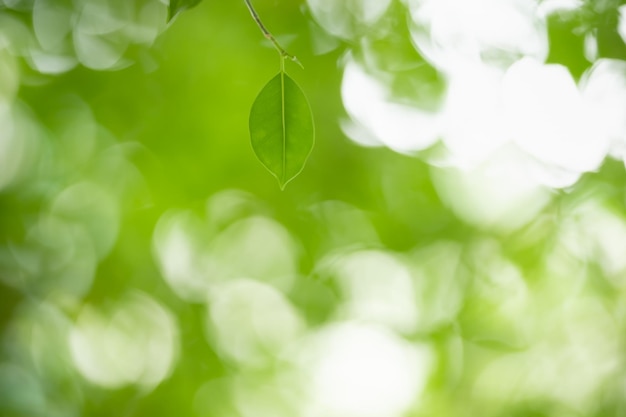 写真 植物のクローズアップ