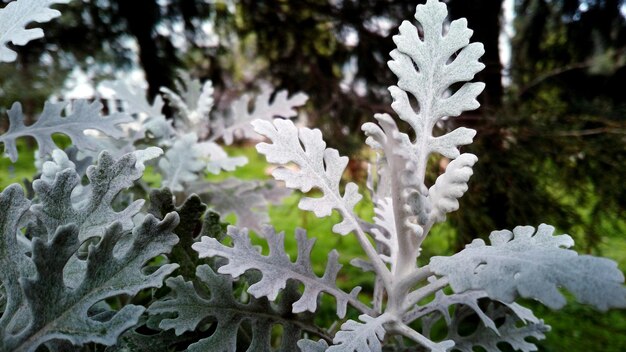 写真 植物のクローズアップ