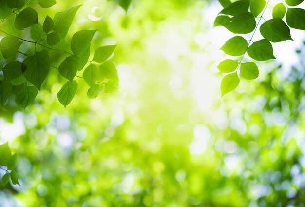 写真 植物のクローズアップ