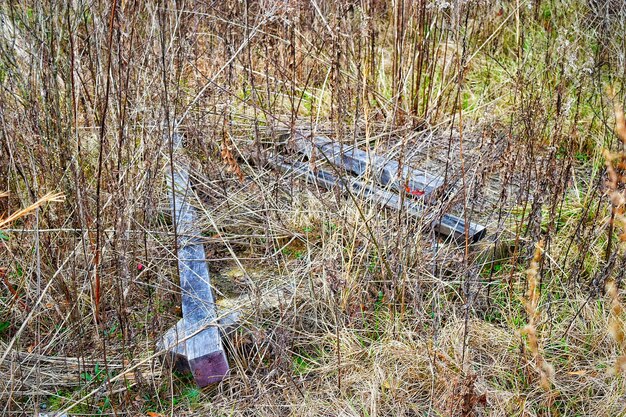 写真 植物のクローズアップ