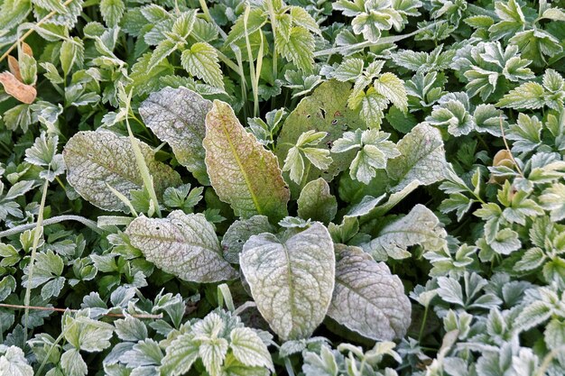 写真 植物のクローズアップ