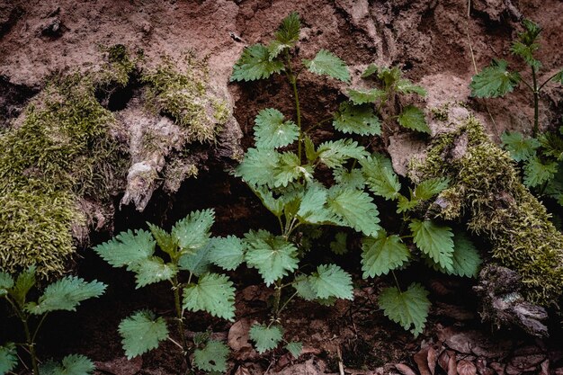 写真 植物のクローズアップ