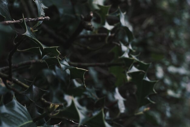 写真 植物のクローズアップ