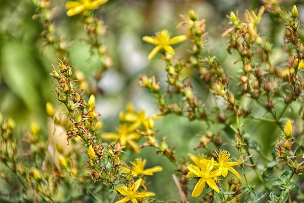 写真 植物のクローズアップ