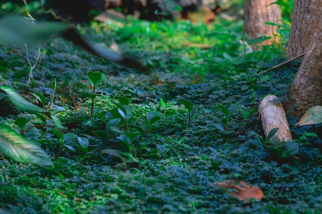 写真 植物のクローズアップ