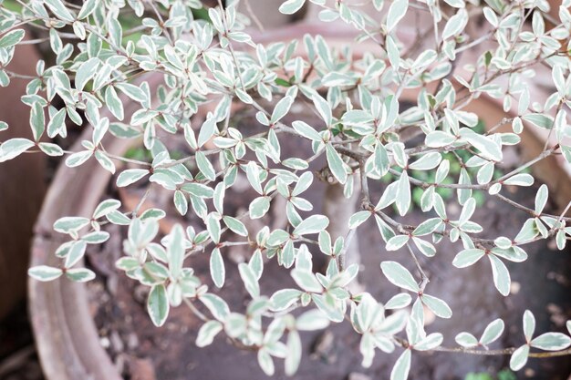 写真 植物のクローズアップ