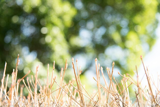 写真 植物のクローズアップ