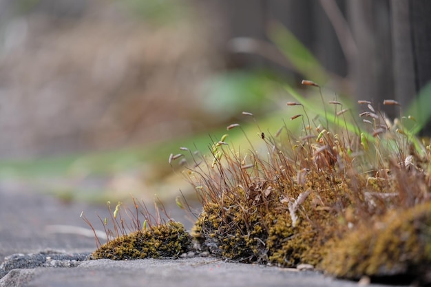 写真 植物のクローズアップ