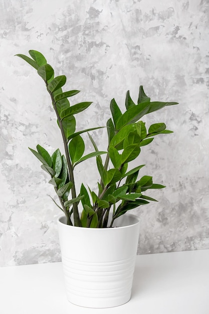 Фото Близкий взгляд на растение в горшке на белой стене