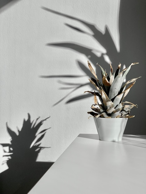 Фото Близкий взгляд на растение в горшке на столе на стене