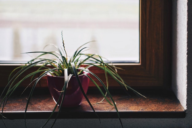 写真 家の窓際の鉢の植物のクローズアップ