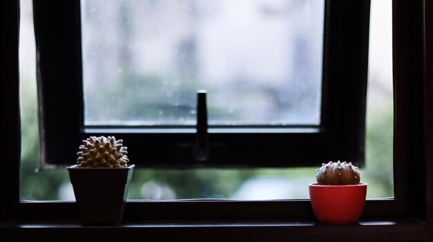 写真 家の窓際の鉢の植物のクローズアップ