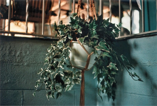 사진 창문 에 있는 비 식물 의 클로즈업