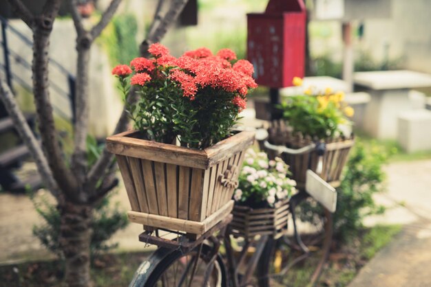 写真 鉢の植物のクローズアップ