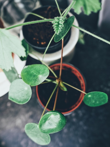 写真 鉢の植物のクローズアップ