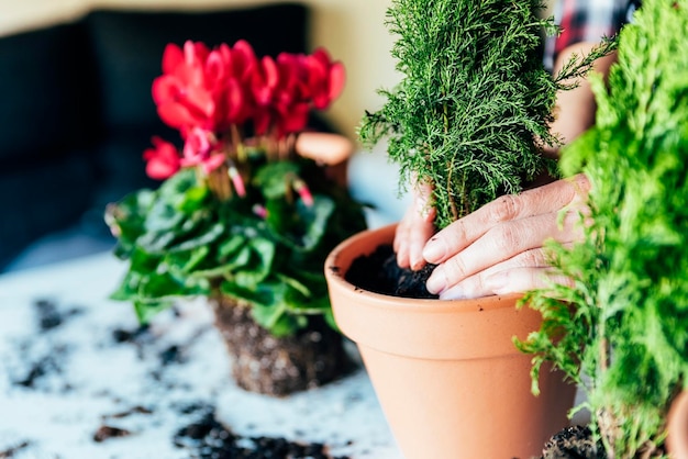 写真 鉢の植物のクローズアップ