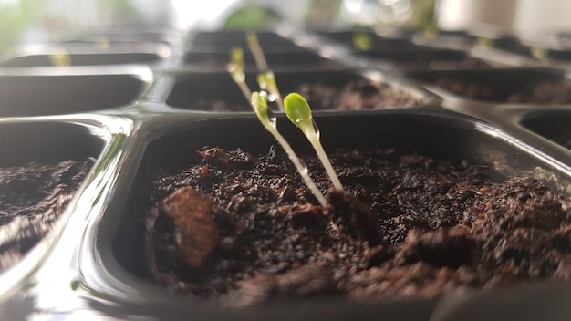 写真 鉢の植物のクローズアップ