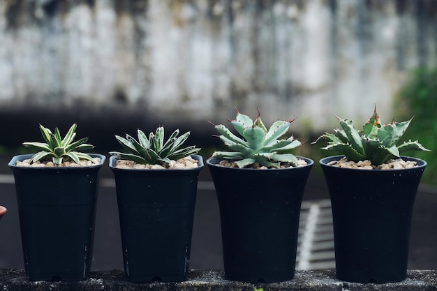 写真 鉢の植物のクローズアップ