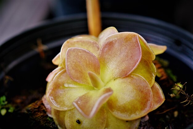 写真 鉢の植物のクローズアップ